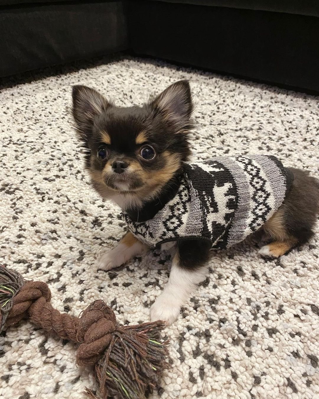Bella, a home-raised Tiny Treasure Chihuahua puppy
