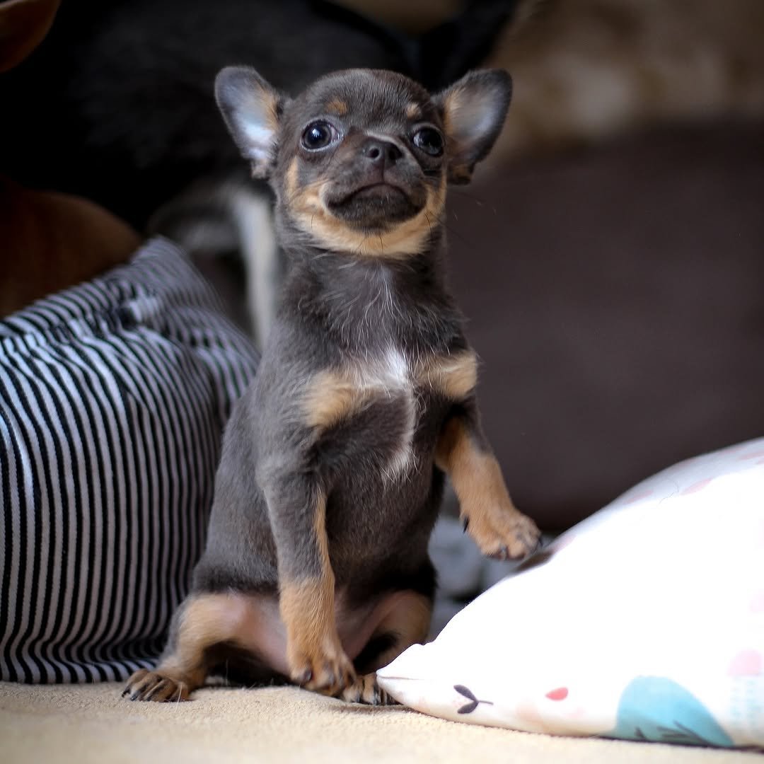 Bruno, a home-raised Tiny Treasure Chihuahua puppy