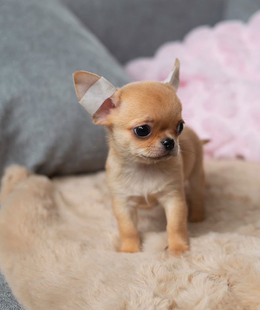 Toby, a home-raised Tiny Treasure Chihuahua puppy